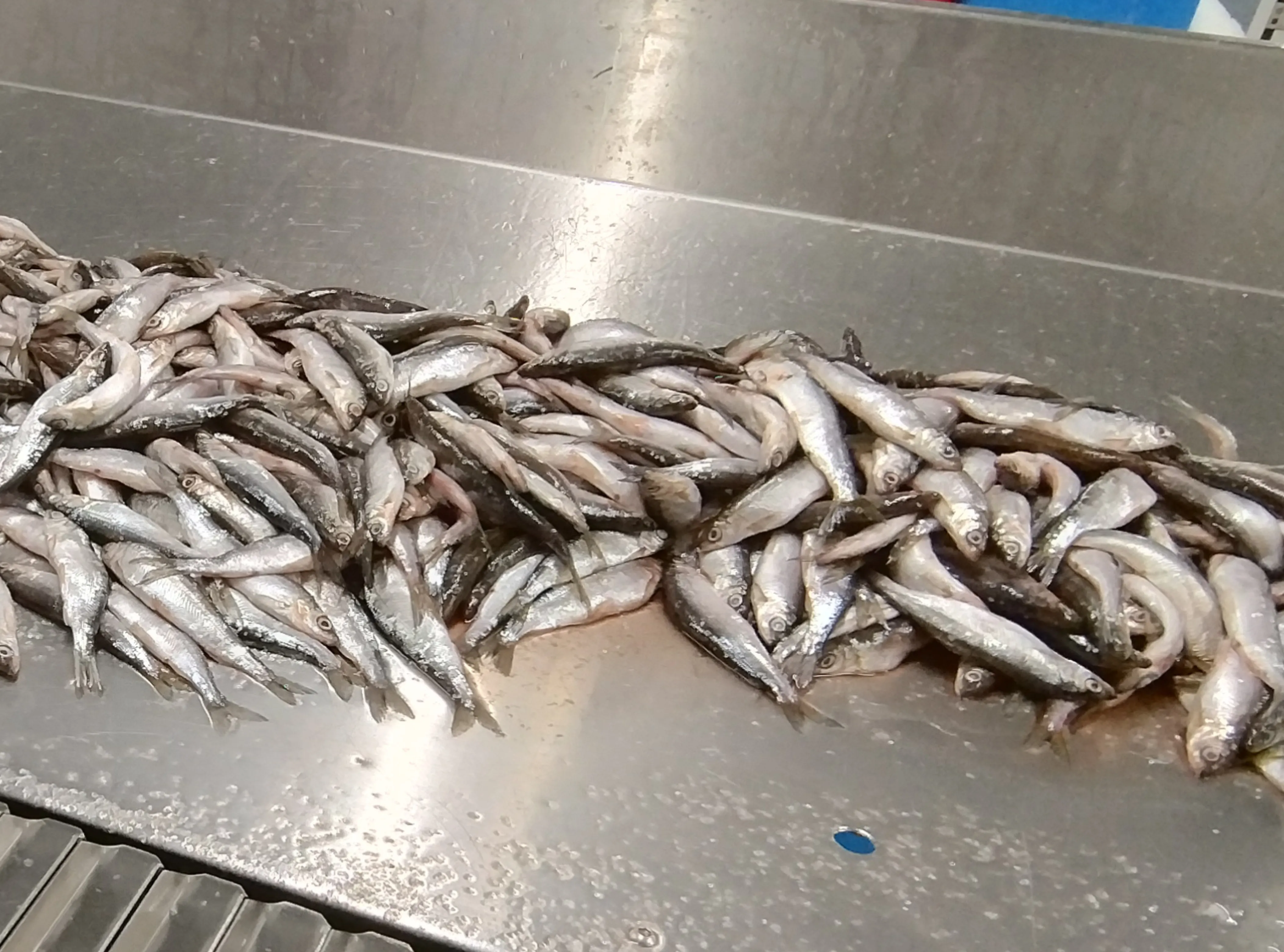 Case Study: Fish
